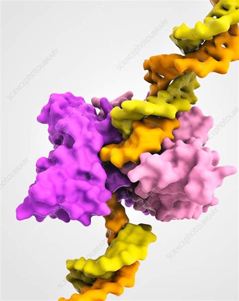 EcoRV restriction enzyme molecule - Stock Image - C014/2119 - Science Photo Library