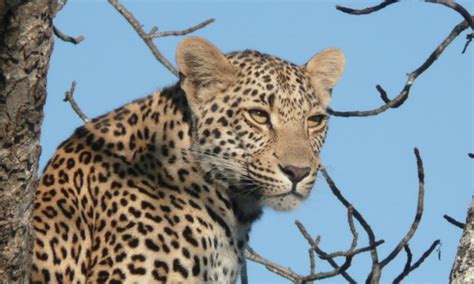 Leopards - Leopard Hills Private Game Reserve