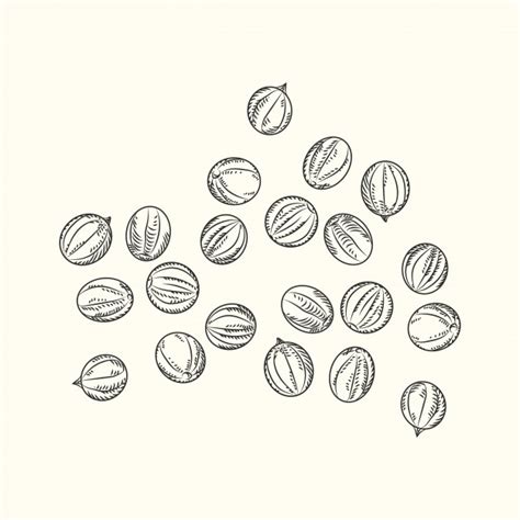 Hand drawn black pepper isolated on white background. sketch handful of ...