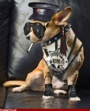 17 Best images about Gangster #Dogs on Pinterest | Beautiful dogs, Cap ...