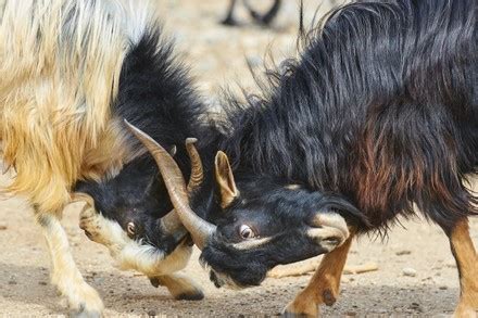 250 Goat island Stock Pictures, Editorial Images and Stock Photos | Shutterstock