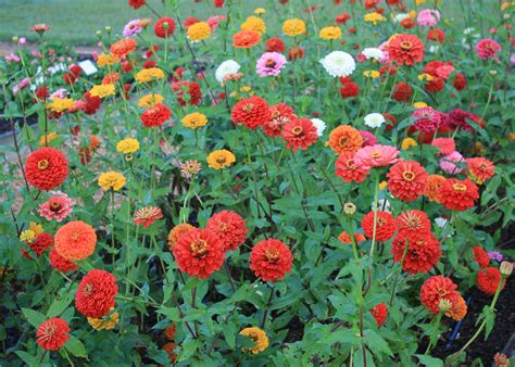 Zinnias are terrific cut flower options | Mississippi State University ...