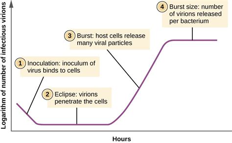 The Viral Life Cycle | Microbiology