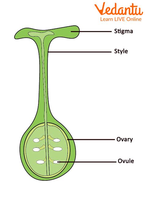 Pistil: Middle Part of the Flower | Learn Important Terms and Concepts