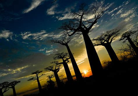 SUNSET AT THE AVENUE OF THE BAOBABS