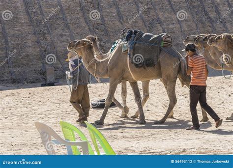 Camel Caravan in the Sahara Desert Editorial Photography - Image of chebbi, cameleer: 56493112