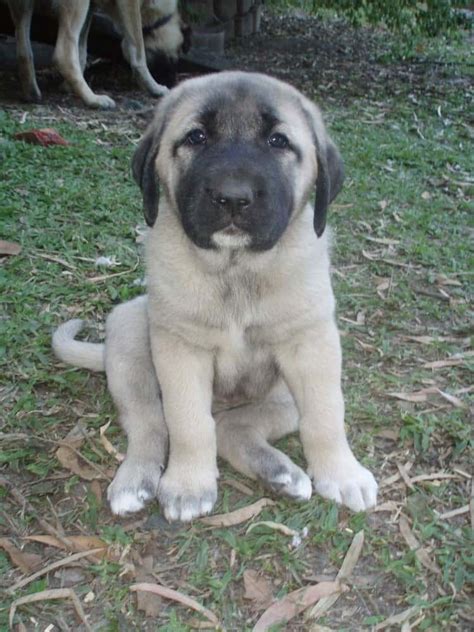 Anatolian Shepherd Dog