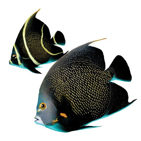 French Angelfish - Reef Smart Guides