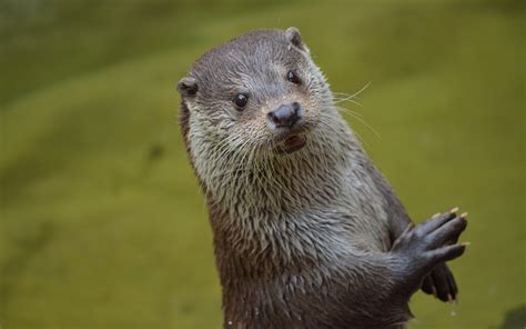 Süßer Otter, schau 3840x2160 UHD 4K Hintergrundbilder, HD, Bild