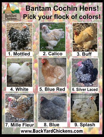 Bantam Cochin Hens ~ http://www.BackYardChickens.com | Cochin chickens ...