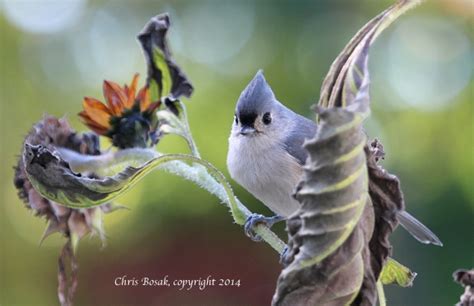 We need more Titmice | Birds of New England.com