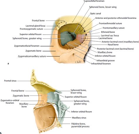 Orbital Anatomy | Plastic Surgery Key