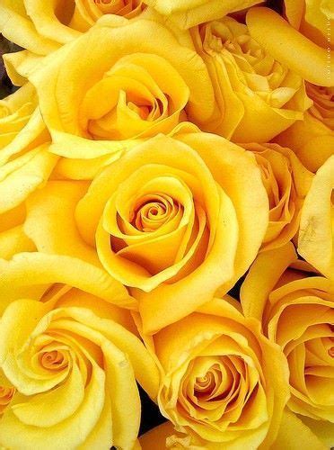 Latest Photo Yellow Roses wallpaper Style Flowers are generally an ...