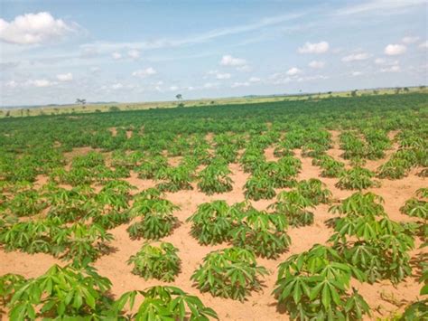 Cassava - Wikifarmer