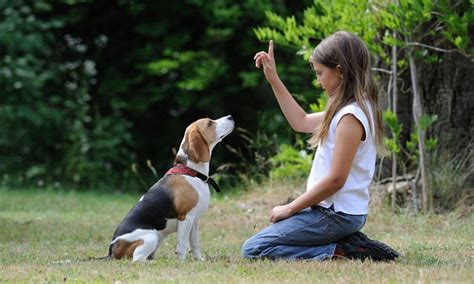 Dogs really are a man's best friend: Canines more likely to be insured ...