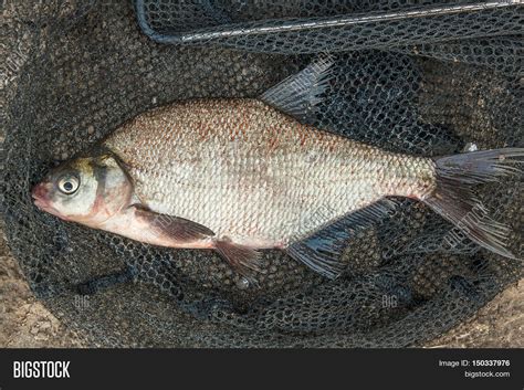 Several Common Bream Fish Silver Image & Photo | Bigstock