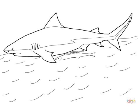 Bull Shark coloring page | Free Printable Coloring Pages