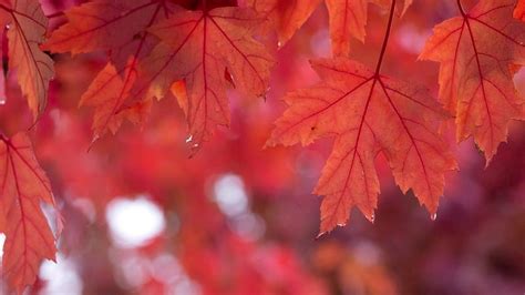 Red maple leaves, autumn, nature, leaf, fall, leaves, HD wallpaper | Peakpx