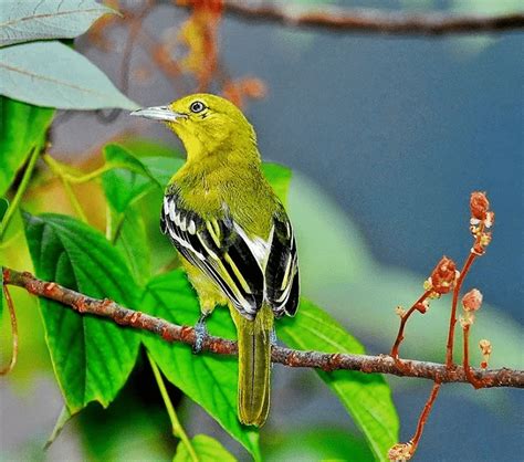 Jenis Makanan Burung Sirtu Agar Bisa Cepat Gacor | Burung, Hewan, Gambar burung