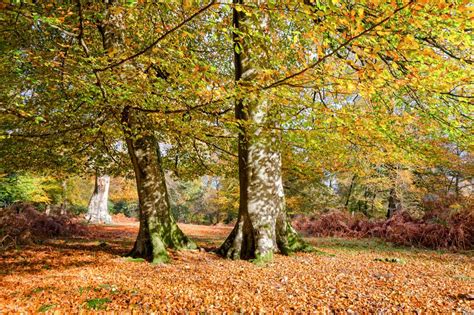 The best places in Britain to see the autumn colours | loveexploring.com