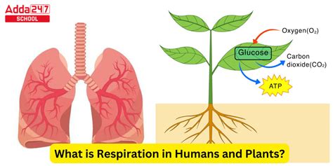 Cellular Respiration In Plants Diagram