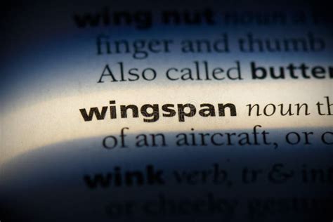 Wingspan stock image. Image of bald, nature, glide, animal - 19590323