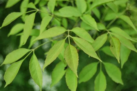 UNDER THE ROOT: ash tree identification and lore