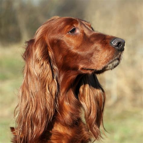 Irish_dogs_irish_red_setter_StPats-09 - Vetericyn Animal Wellness