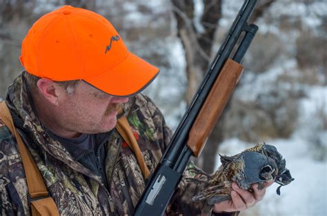 Tips for a Successful Late Season Quail Hunt | The Outdoor Line Blog