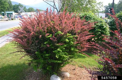 Invasives in Your Woodland: Japanese Barberry | University of Maryland ...