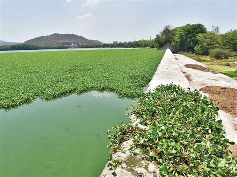 biodiversity: Lake study points to better biodiversity; Pashan water ...