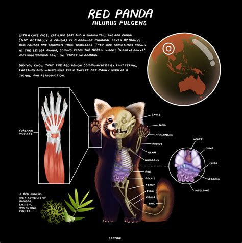 ArtStation - Red Panda Anatomy