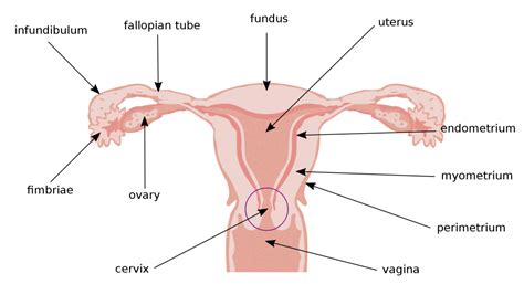 Enlarged Uterus: Symptoms Causes & Treatment