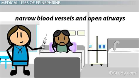 Epinephrine | Function, Uses & Side Effects - Lesson | Study.com