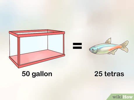 How to Breed Neon Tetras: 14 Steps (with Pictures) - wikiHow