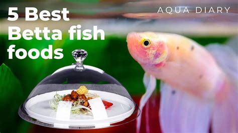 Best Betta Foods for Your Betta Fish - aquadiaryofficial