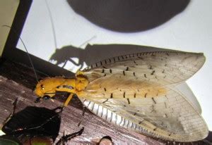 Dobsonfly Life Cycle: From Tiny Eggs To Hellgrammites And Fearsome ...