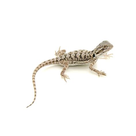 Baby Bearded Dragon 1Adult | Pet Supermarket