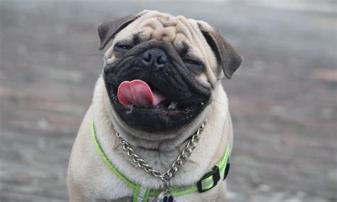 How Long Do Pugs Live? - Boogie the Pug