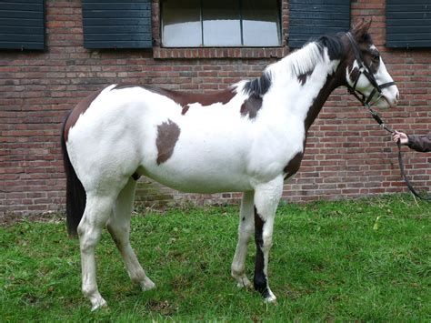 Silvery Moon (FR) 2011 | Turf-Times Deutschland