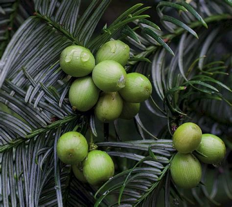 Cephalotaxus sinensis - Trees and Shrubs Online