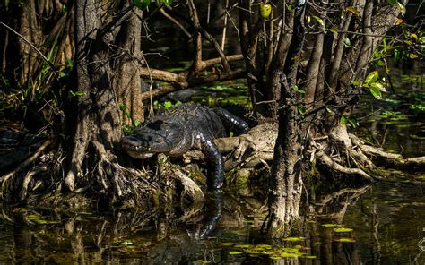 Visit Big Cypress National Preserve | Greater Miami & Miami Beach