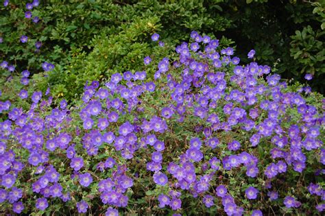 Geranium ‘Rozanne’ – PlantRight