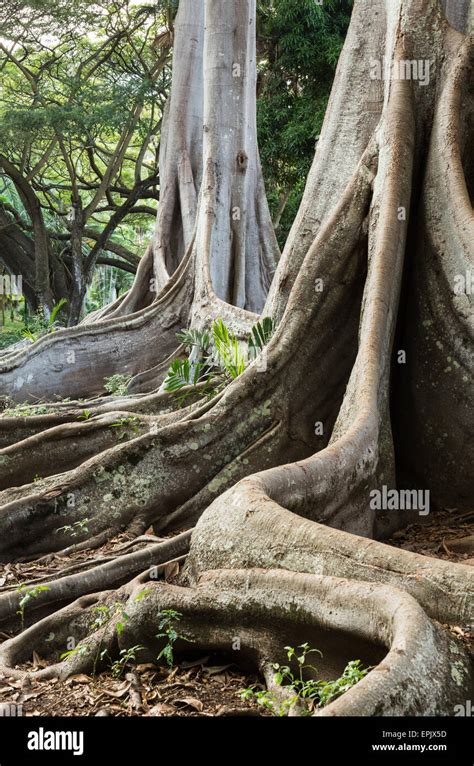 Moreton Bay Fig tree roots Stock Photo - Alamy