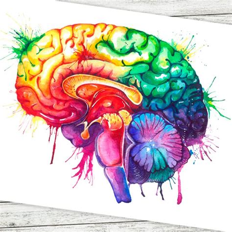 Brain anatomy art - Watercolor splash | Human anatomy art, Brain art drawing, Anatomy art