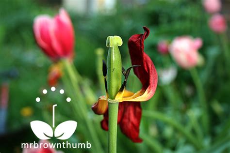 Caring For Tulips After Blooming : MrBrownThumb