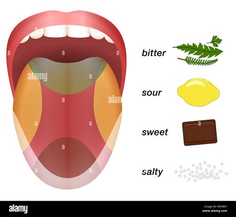 circuito equipaggio Cordelia taste buds sweet sour salty bitter sete servitore atleta