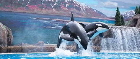 SeaWorld anuncia novo show de baleias para 2020 - Vai pra Disney?