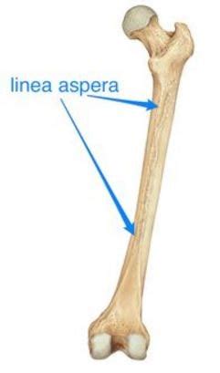 Linea Aspera of Femur - Location, Anatomy, Function, Types