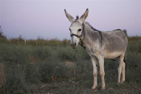 Texas Democratic Party Platform Virtually Exact Opposite of State GOP's - TrendRadars